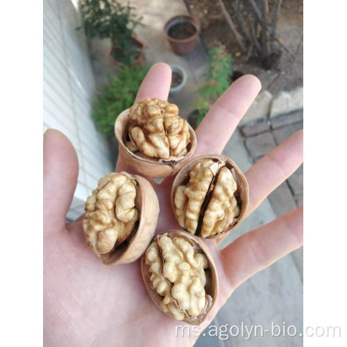 Walnut Xinjiang Dalam Shell mentah pukal berkualiti tinggi